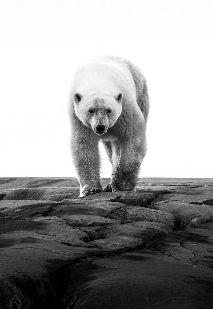 Waiting for the Ice 1/12 40X60" by Guadalupe Laiz | Gallery Space 