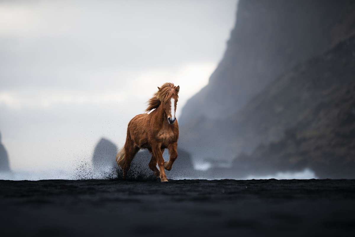 With Sif by Guadalupe Laiz | Gallery Space, Image 2.