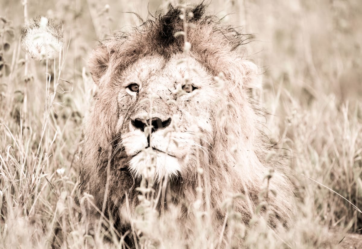 For the Lions in Tanzania 1/12 24X36" by Guadalupe Laiz | Gallery Space 