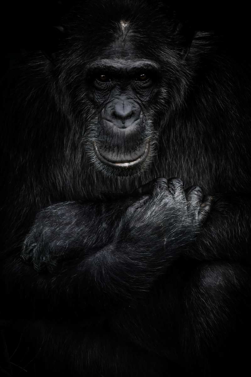 For the Chimps 1/12 25X29" by Guadalupe Laiz | Gallery Space 