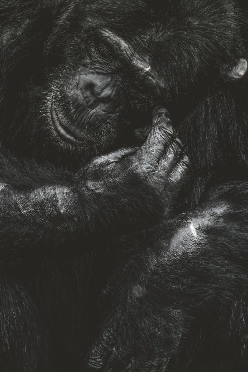 Sleepless night chimp by Guadalupe Laiz | Gallery Space 