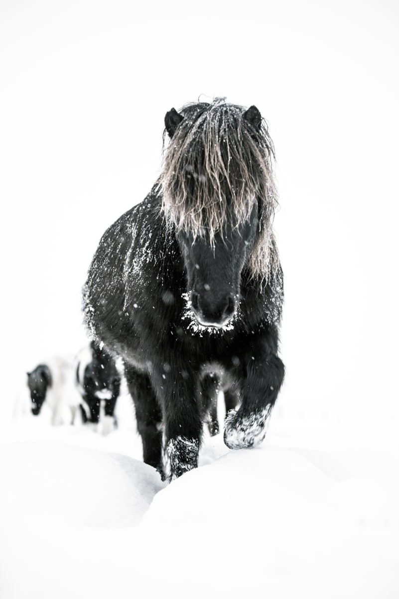 Cavalier 2/12 60X40" by Guadalupe Laiz | Gallery Space 
