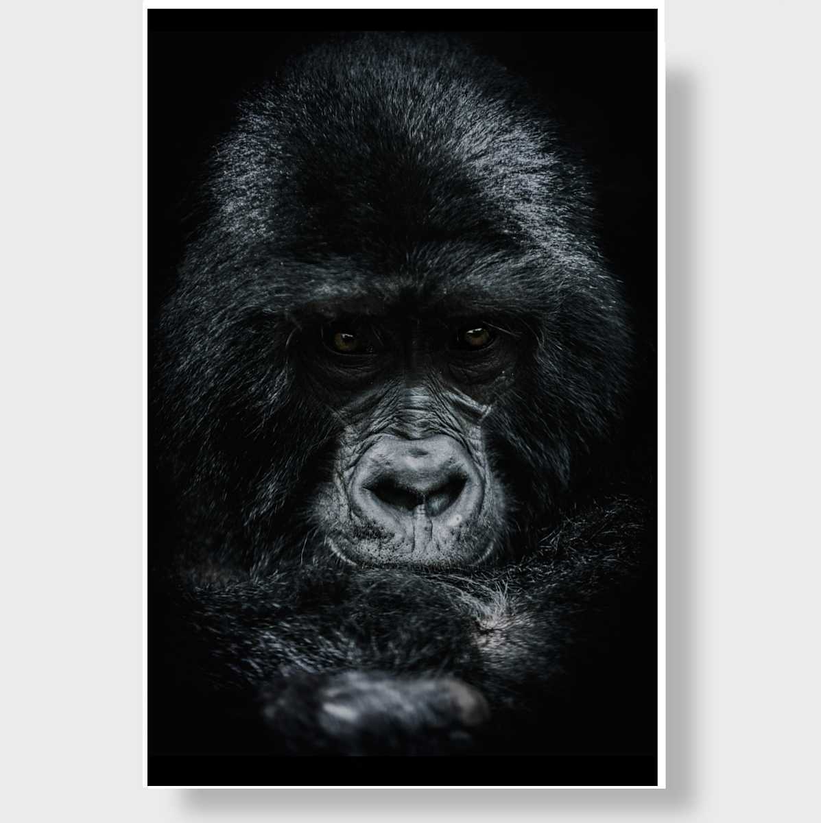 For the Gorillas 4/20 24X36" by Guadalupe Laiz | Gallery Space 