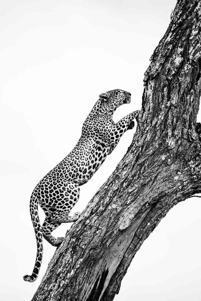 Rush on 2/12 by Guadalupe Laiz | Gallery Space 