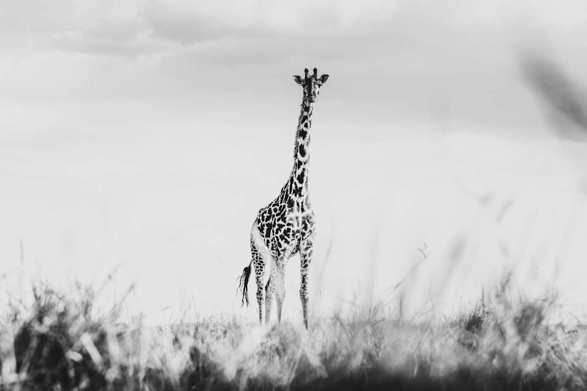 Every Now and Then 2/20 by Guadalupe Laiz | Gallery Space 