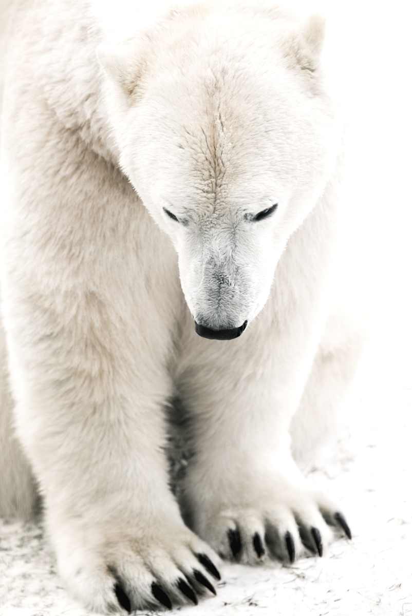 Nanuk 12/12 27.5X31.5" by Guadalupe Laiz | Gallery Space 