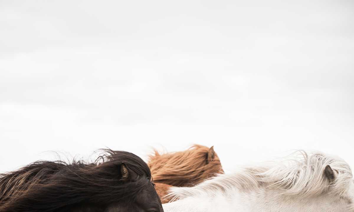 Horses of Iceland 4/20 by Guadalupe Laiz | Gallery Space 