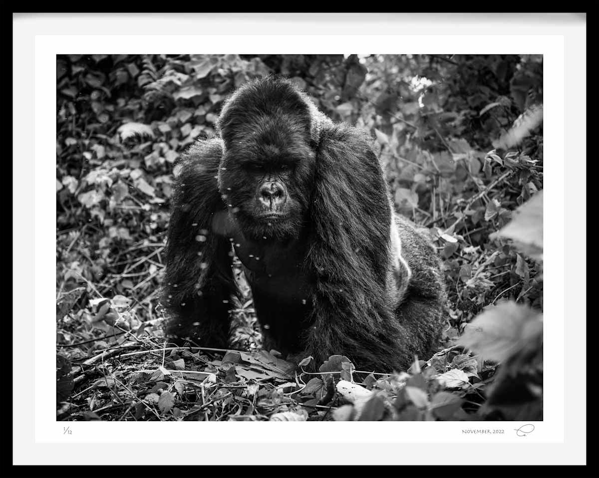 Trusty & True 5/12 64X89" by Guadalupe Laiz | Gallery Space 
