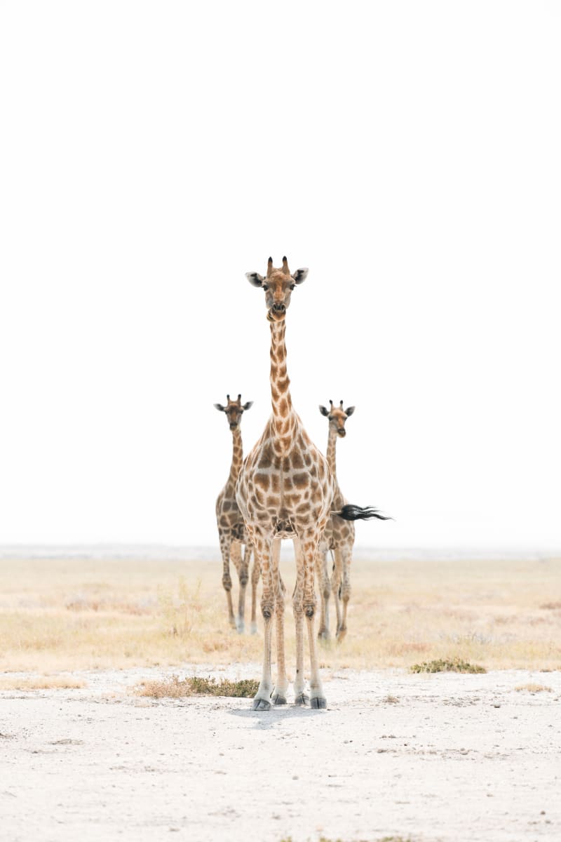 Family in Etosha 1/20 40X60" by Guadalupe Laiz | Gallery Space 