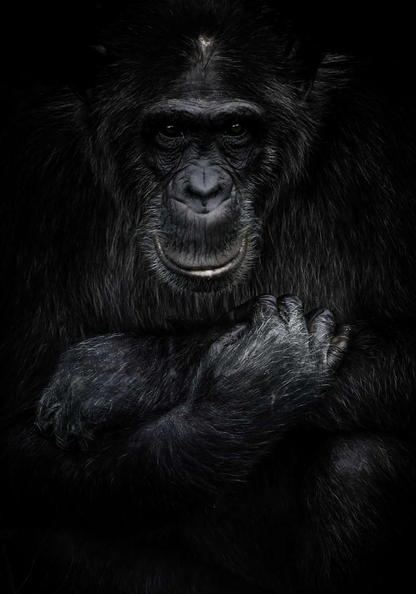 For the Chimps 1/12 24X36" by Guadalupe Laiz | Gallery Space 
