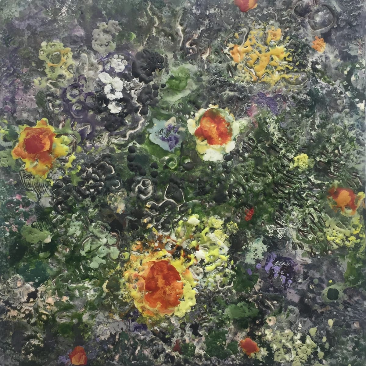 Caloplaca Orange by Marilyn Banner 