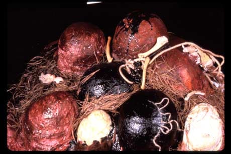 Difficult Birth by Marilyn Banner, Image 1.