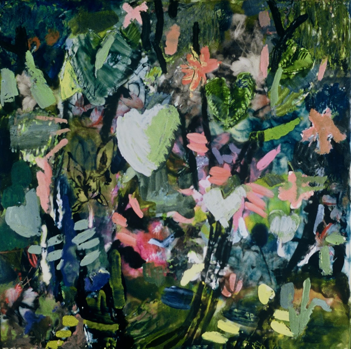 Heartleaf 1 