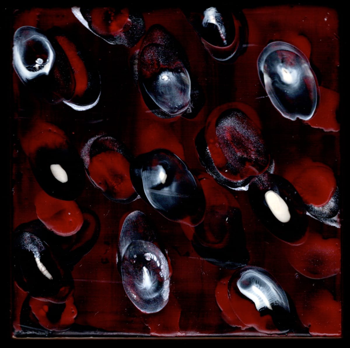 Microcosmos 6 by Marilyn Banner, Image 1.