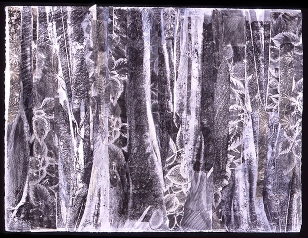 Rainforest #2, Image 1.