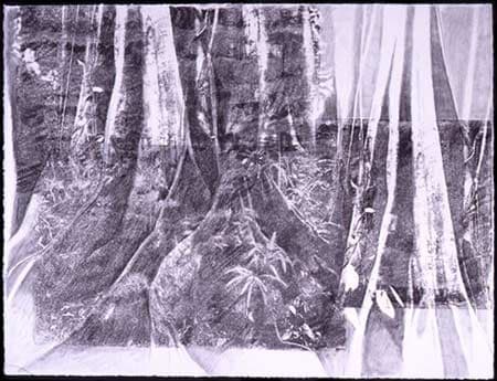 Rainforest #9, Image 1.