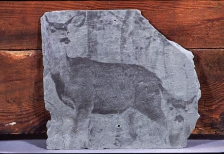 Deer in woods by Marilyn Banner 