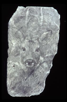 Deer Portrait by Marilyn Banner 