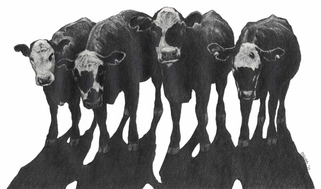 Four Cows by Carol Zirkle 