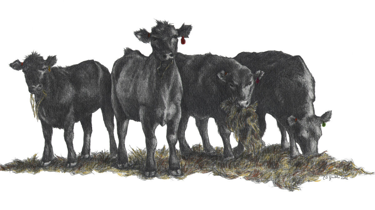 Sanderson Cows by Carol Zirkle 