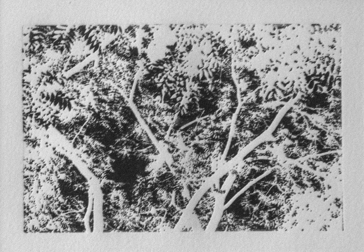 Untitled #287 (Foliage in Black and White) by Pat Ralph 