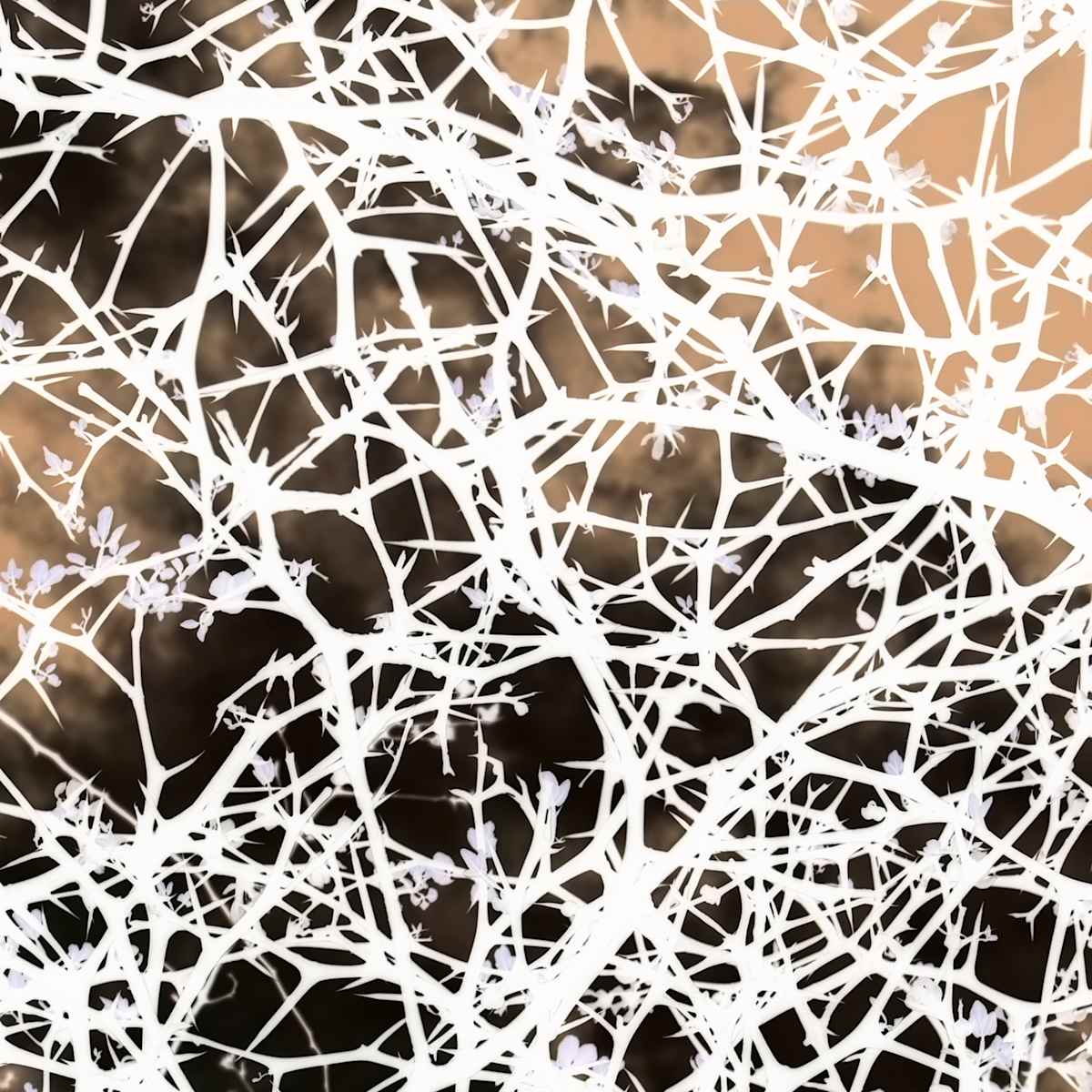 Network 15 Tile1-007 InvertLayer by Daniel Kohn, Image 1.