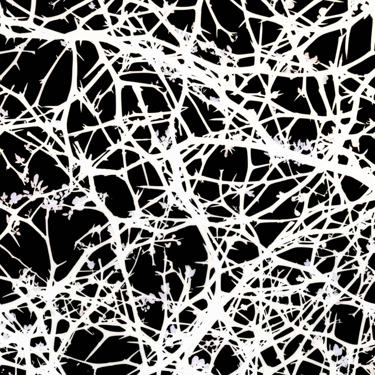 Network 16 Tile1-007 by Daniel Kohn, Image 1.