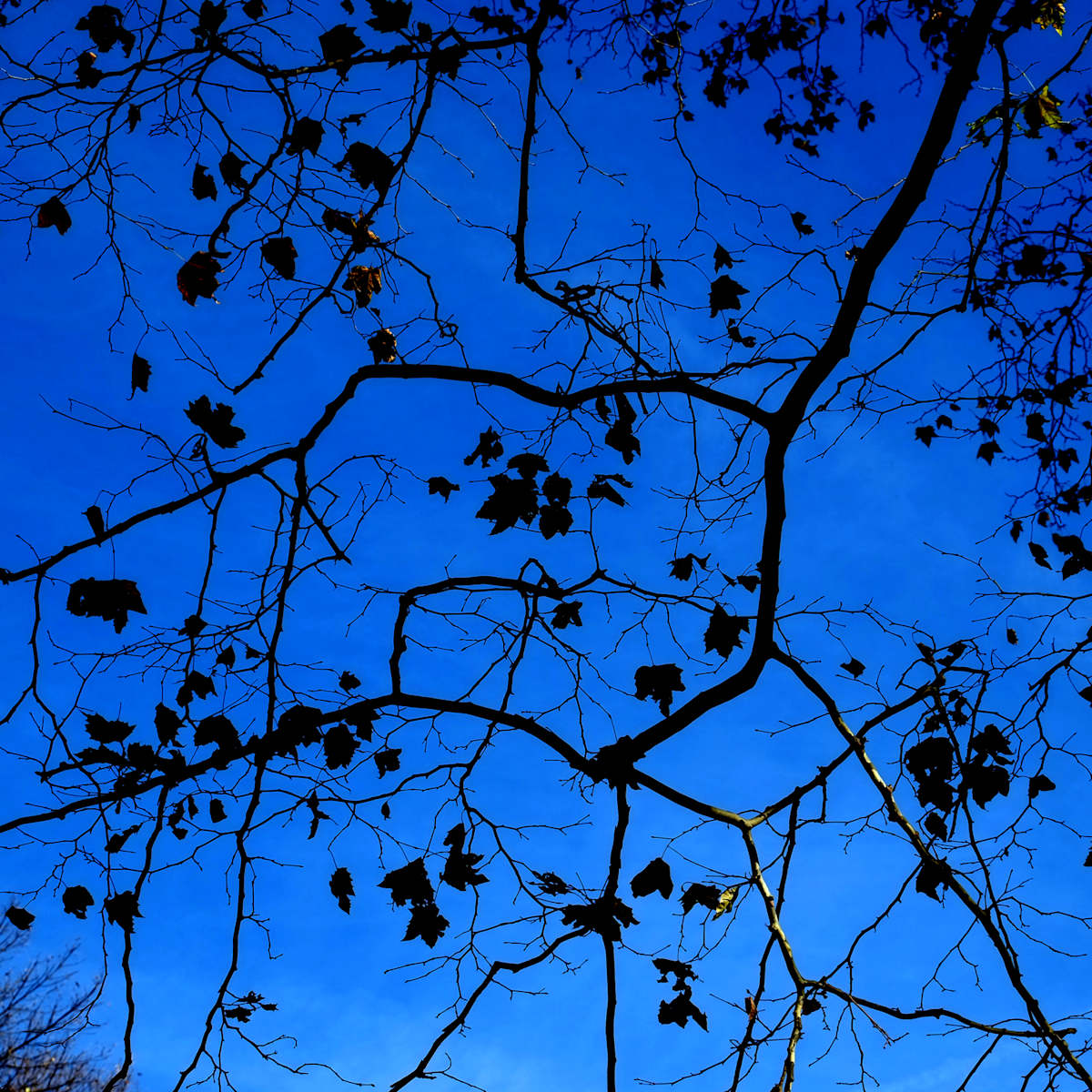 Network 18 by Daniel Kohn, Image 1.