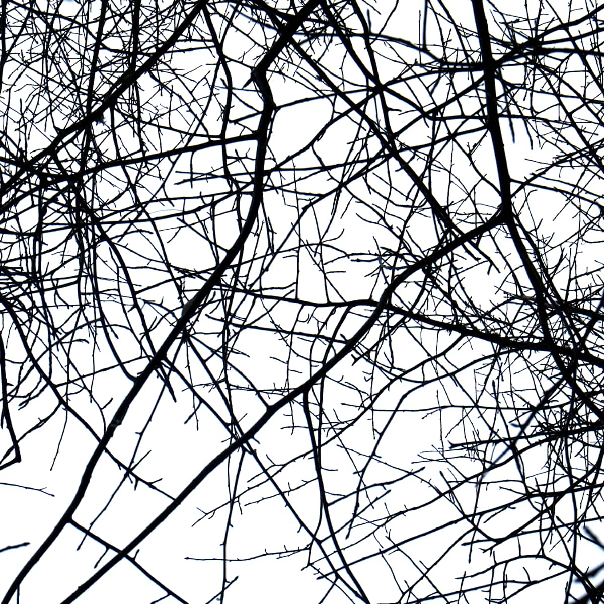 Network 20 by Daniel Kohn, Image 1.