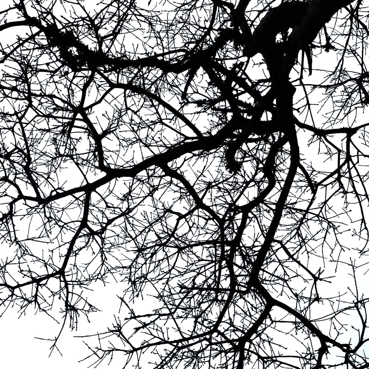 Network 21 by Daniel Kohn, Image 1.