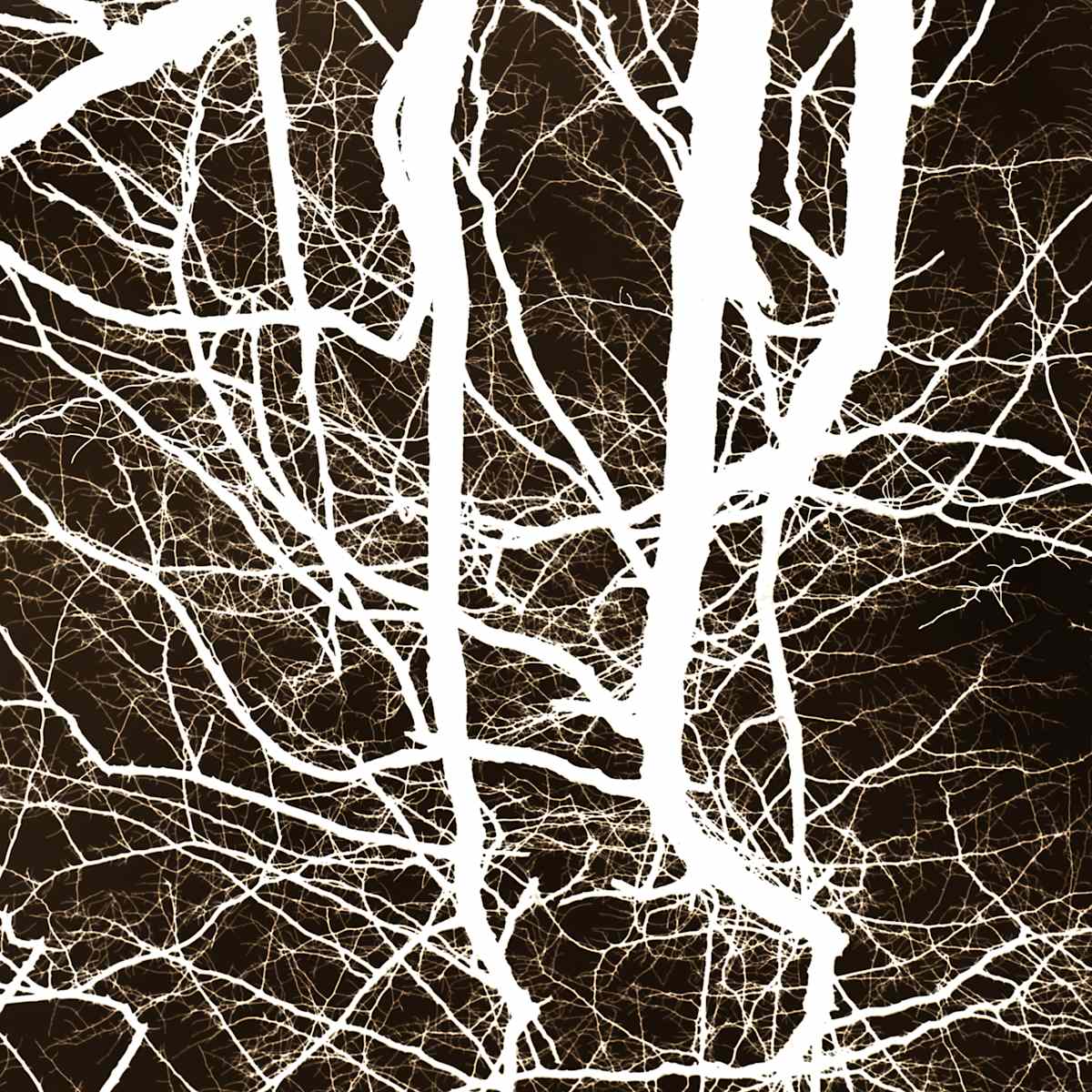 Network 22 invert by Daniel Kohn, Image 1.