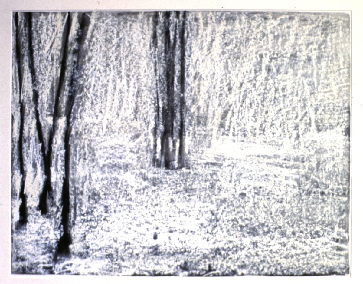 Trees 2 by Daniel Kohn 