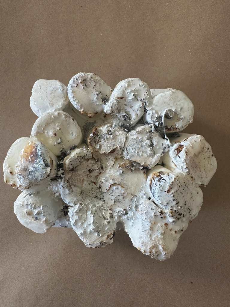 Mini-bites 2 by Connie Noyes 