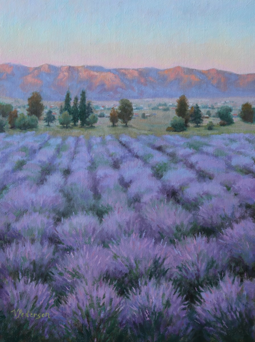 Morning Lavender Field 