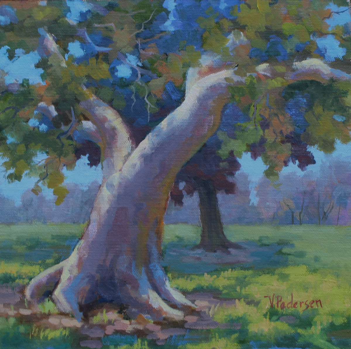 The Old Sycamore by Vicki Pedersen 