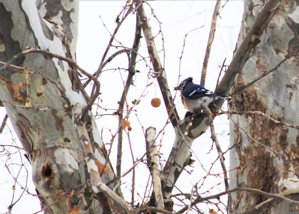 Winter Blue Jay by Diana Atwood McCutcheon 