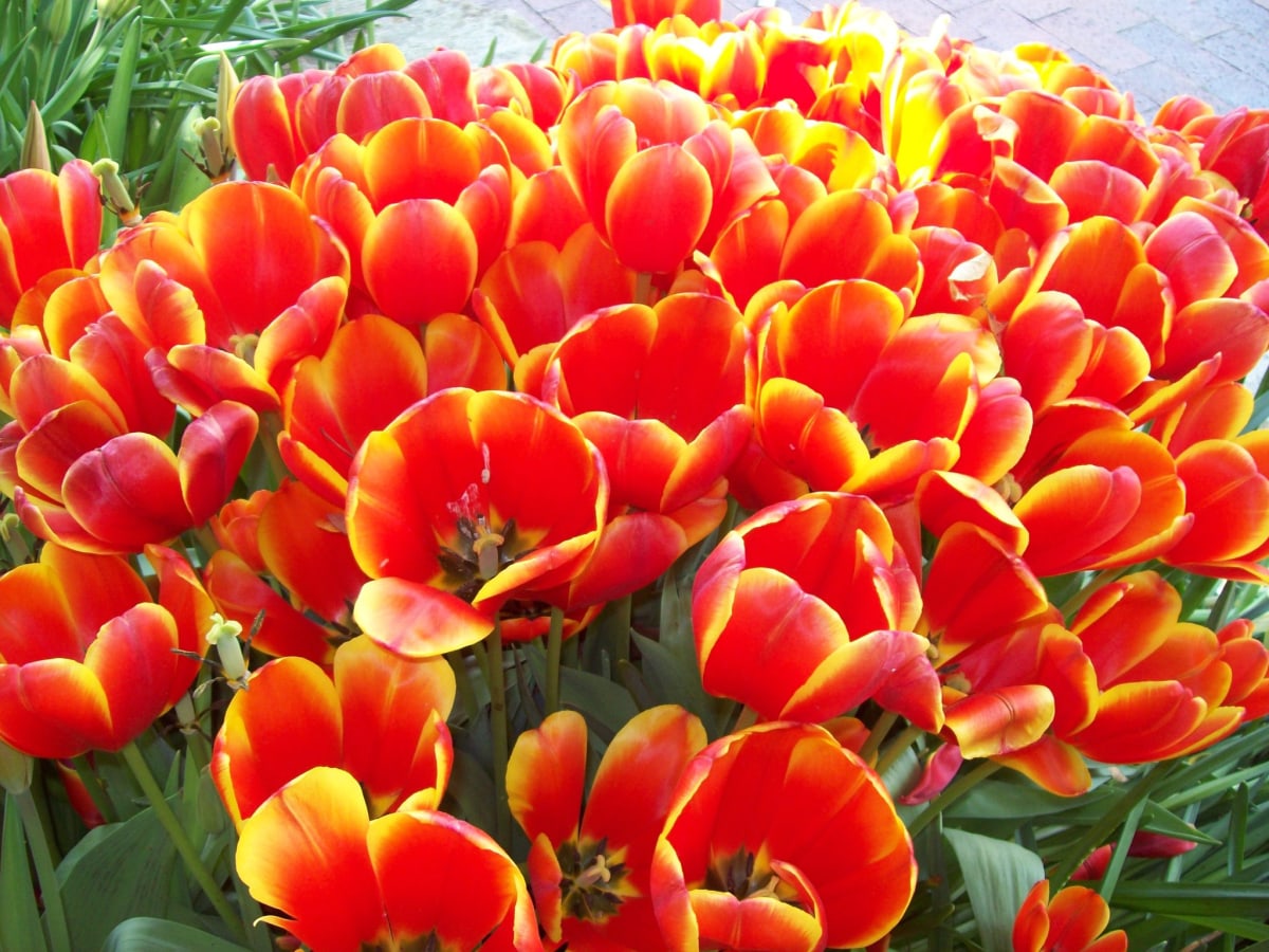 Orange and yellows by Diana Atwood McCutcheon 