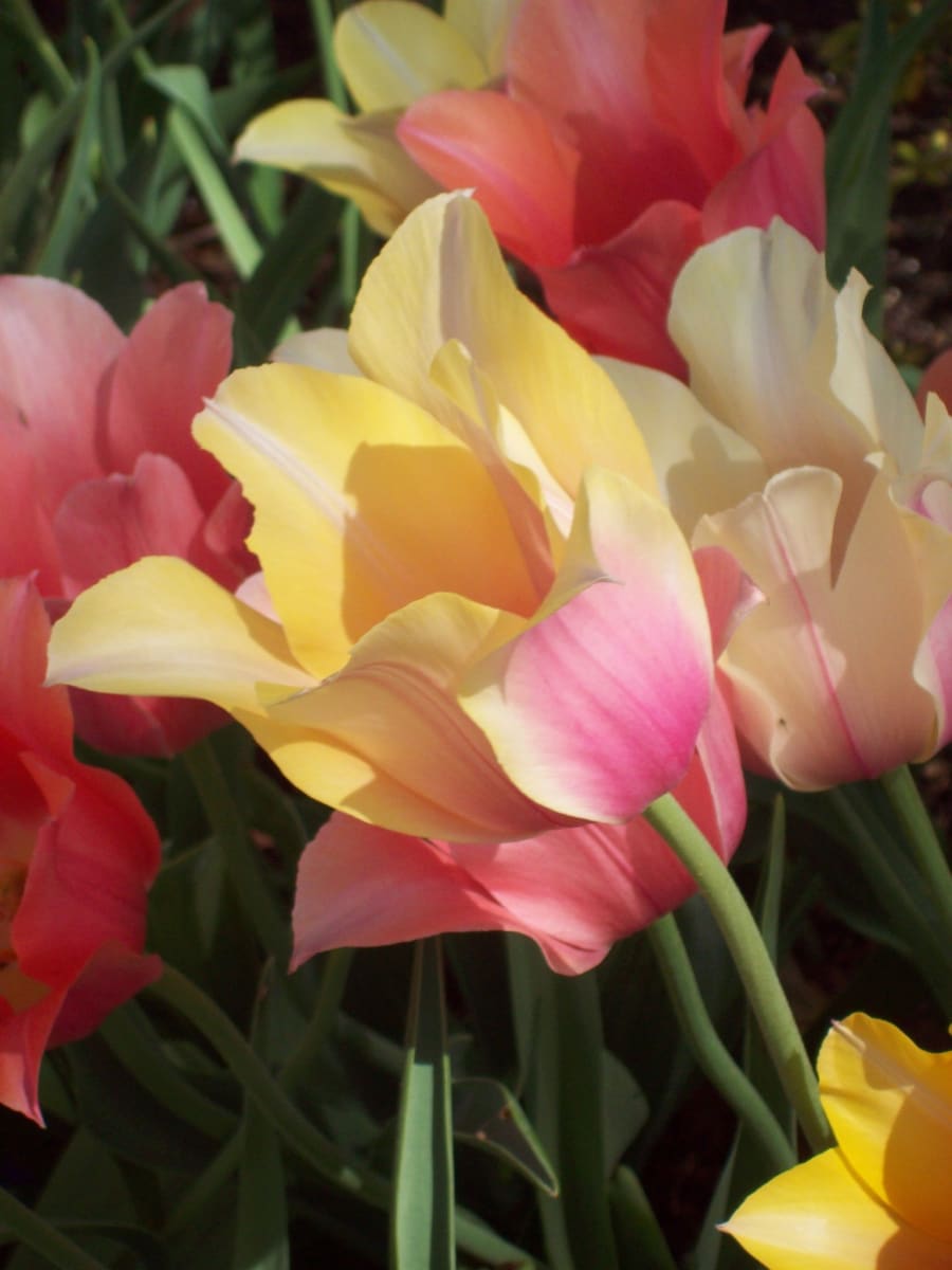 Texas Flame Light by Diana Atwood McCutcheon 
