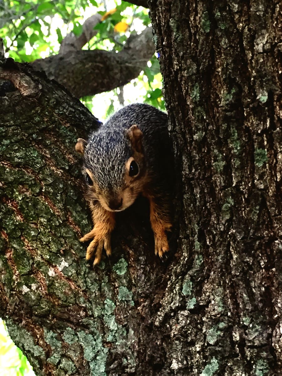 Baby Squirrel by Diana Atwood McCutcheon 