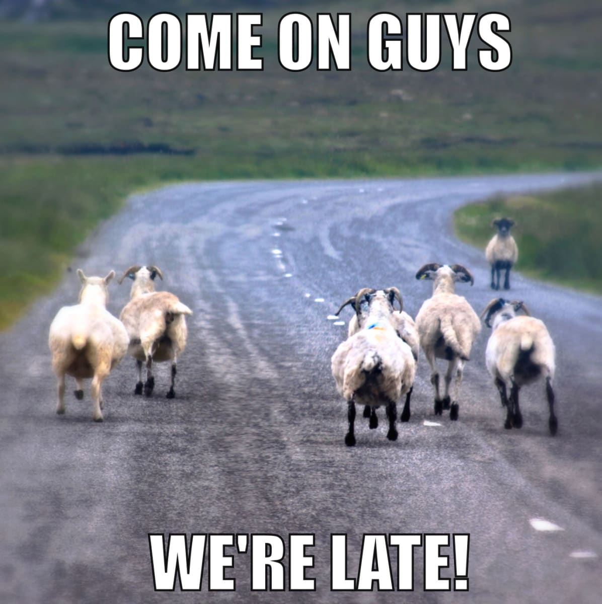 Come On Guys (Isle of Lewis) by Diana Atwood McCutcheon 