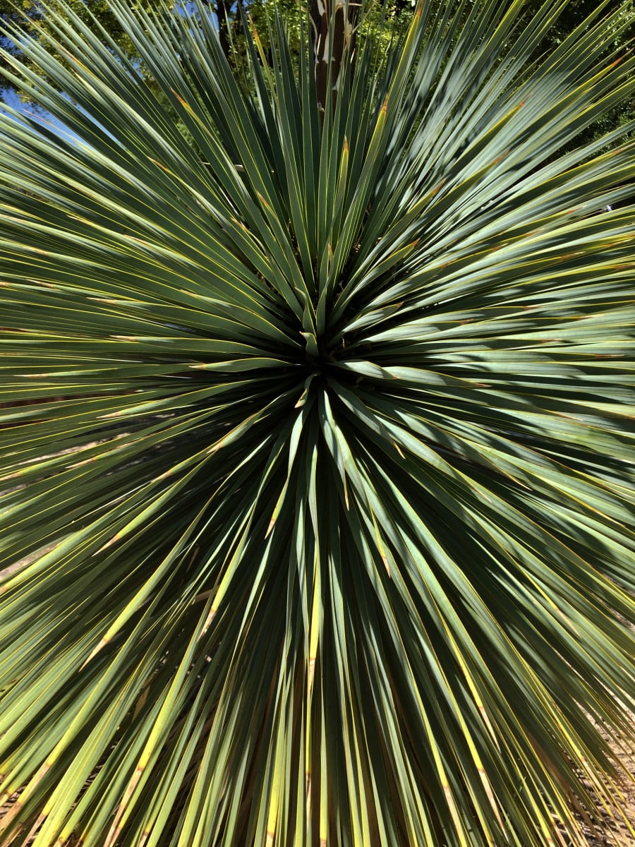 Marfa Botanicals by Diana Atwood McCutcheon 