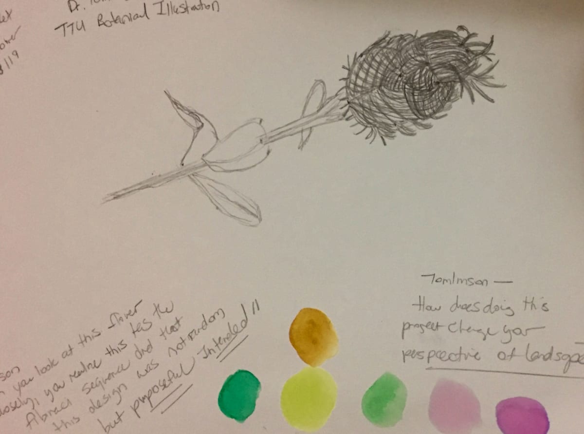 Botanical Illustration - Lubbock Lake Landmark by Diana Atwood McCutcheon 