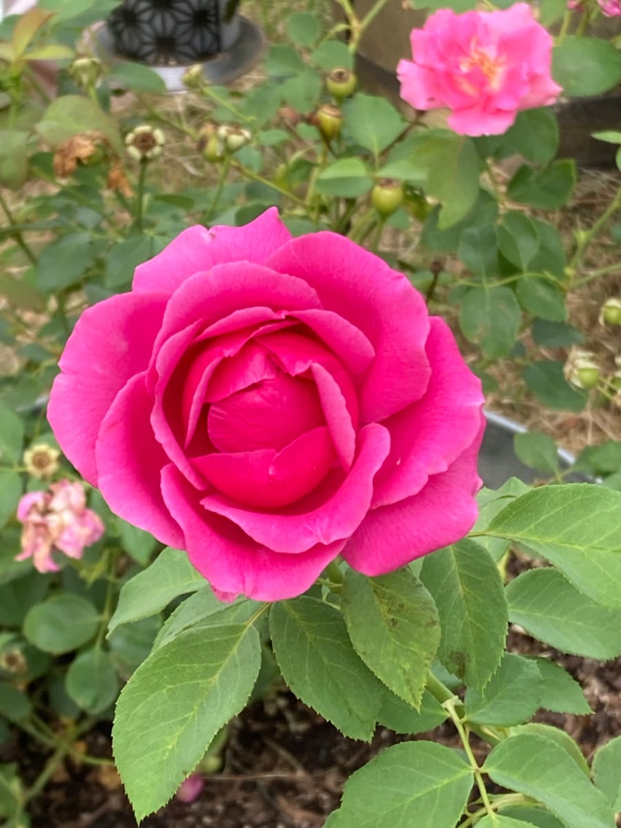 China Rose by Diana Atwood McCutcheon 