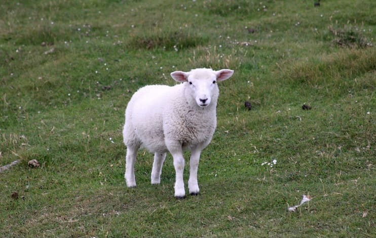 Harris Lamb by Diana Atwood McCutcheon 