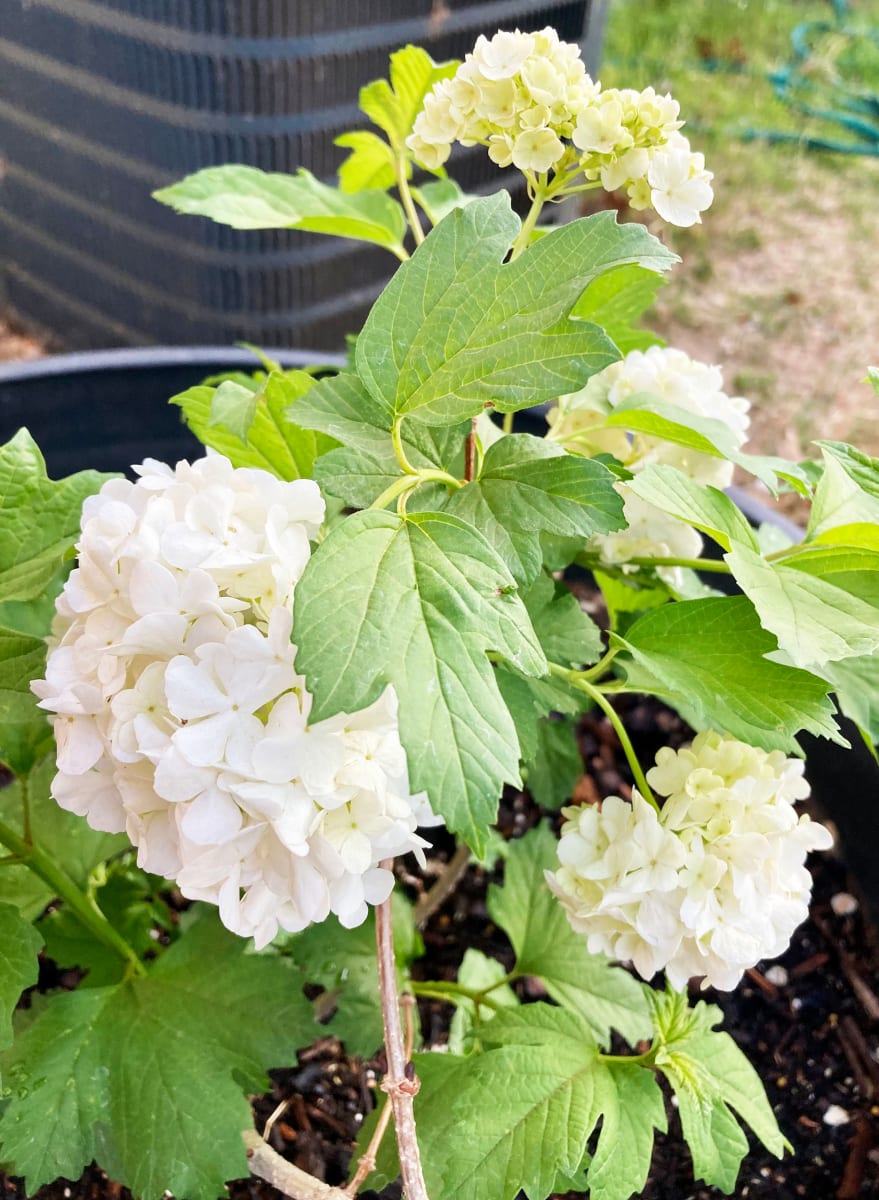 Your Grandmother's Snowball Bush by Diana Atwood McCutcheon, Image 12.