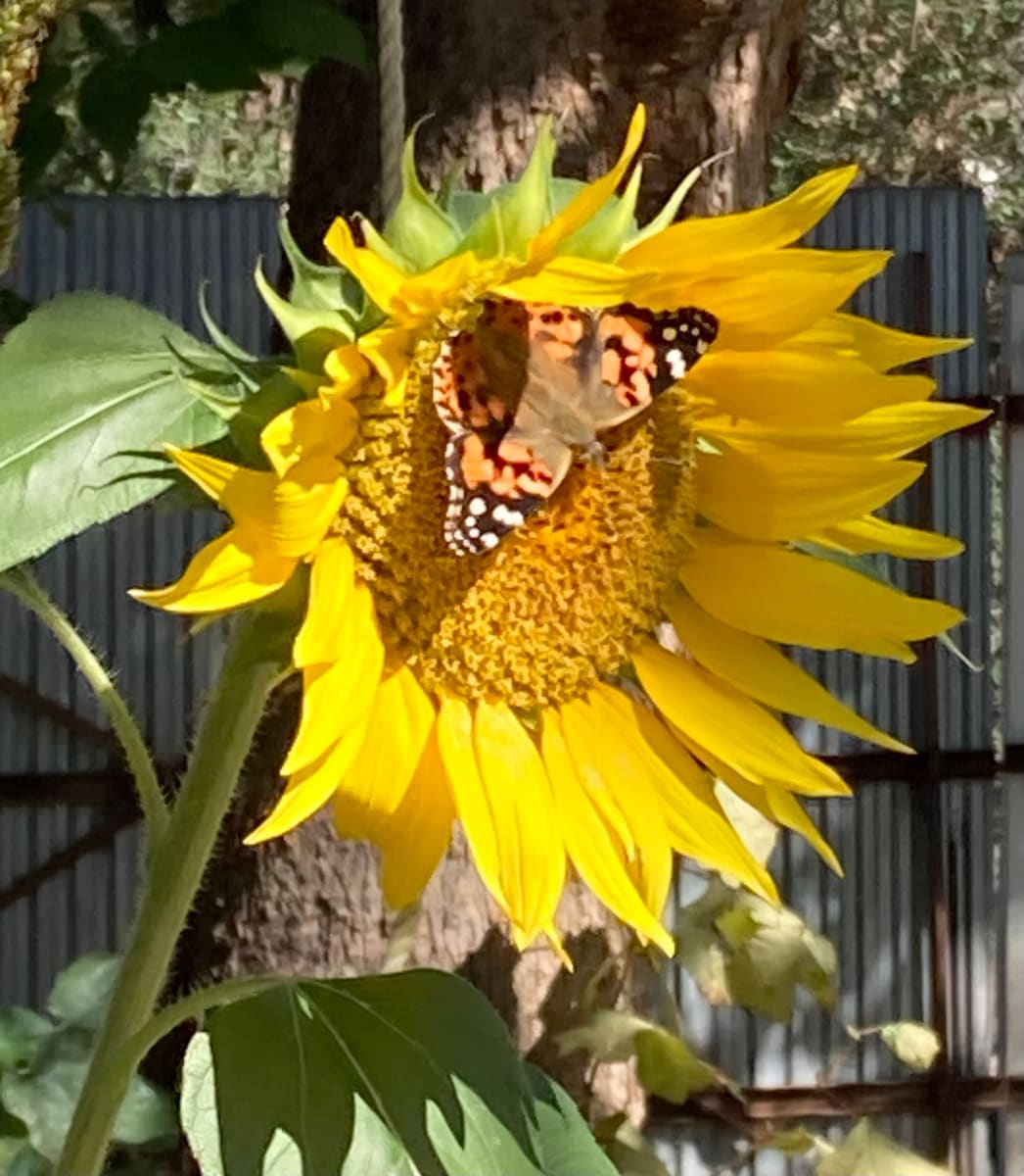 Painted Lady by Diana Atwood McCutcheon 