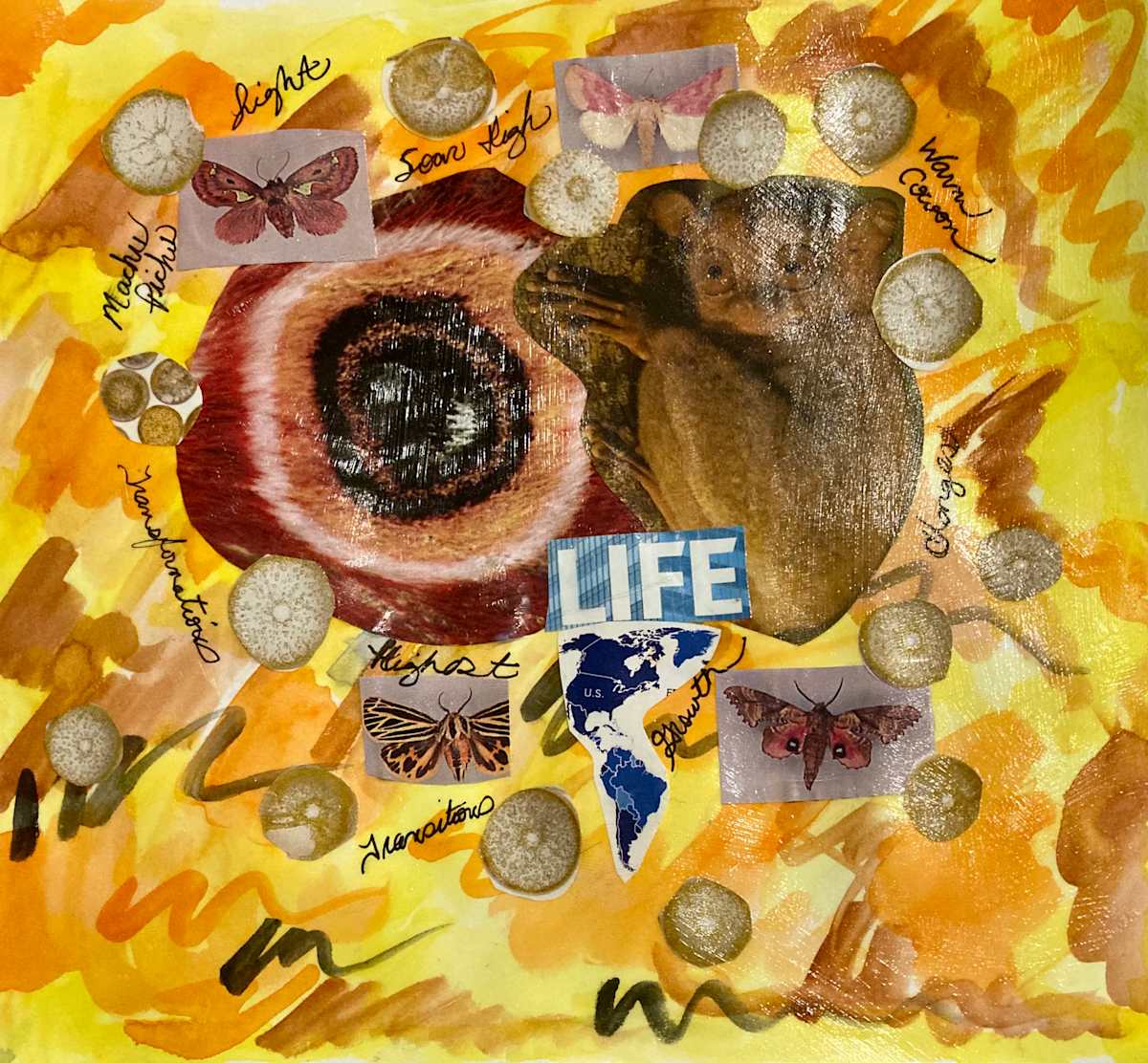 Butterfly Collage by Diana Atwood McCutcheon 
