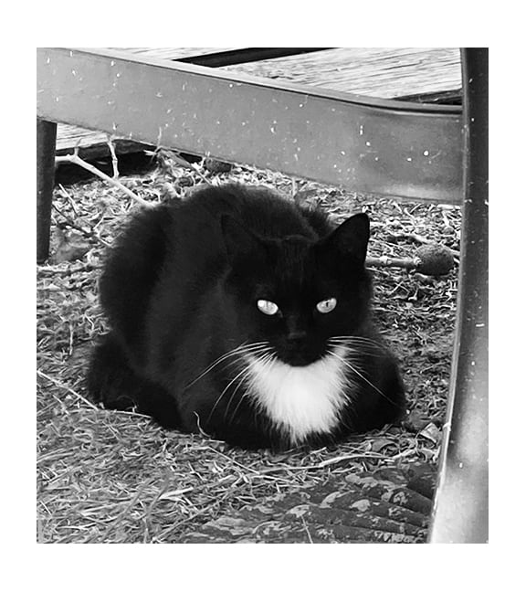 Felix the Cat by Diana Atwood McCutcheon 