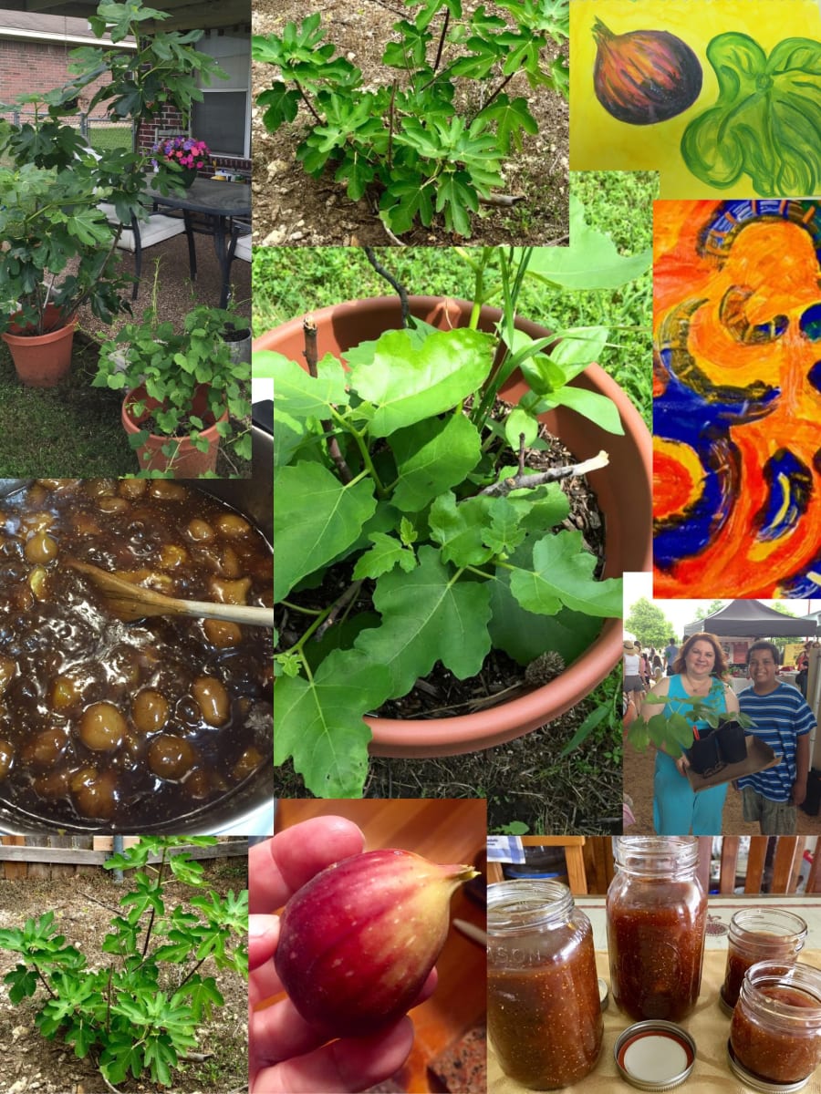 Fig Collage by Diana L McCutcheon  Image: Fig Collage