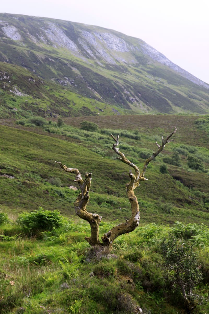 That Other Tree on Skye by Diana Atwood McCutcheon 